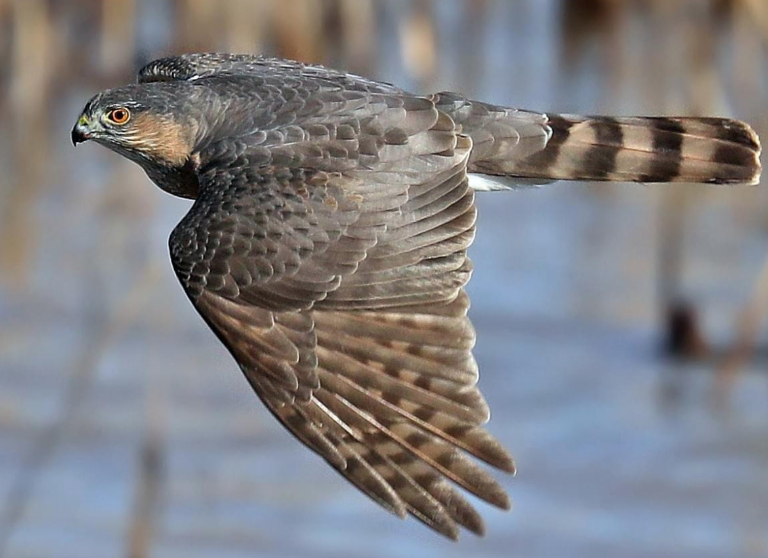 red-tailed-hawk-buteo-jamaicensis-idaho-fish-and-game